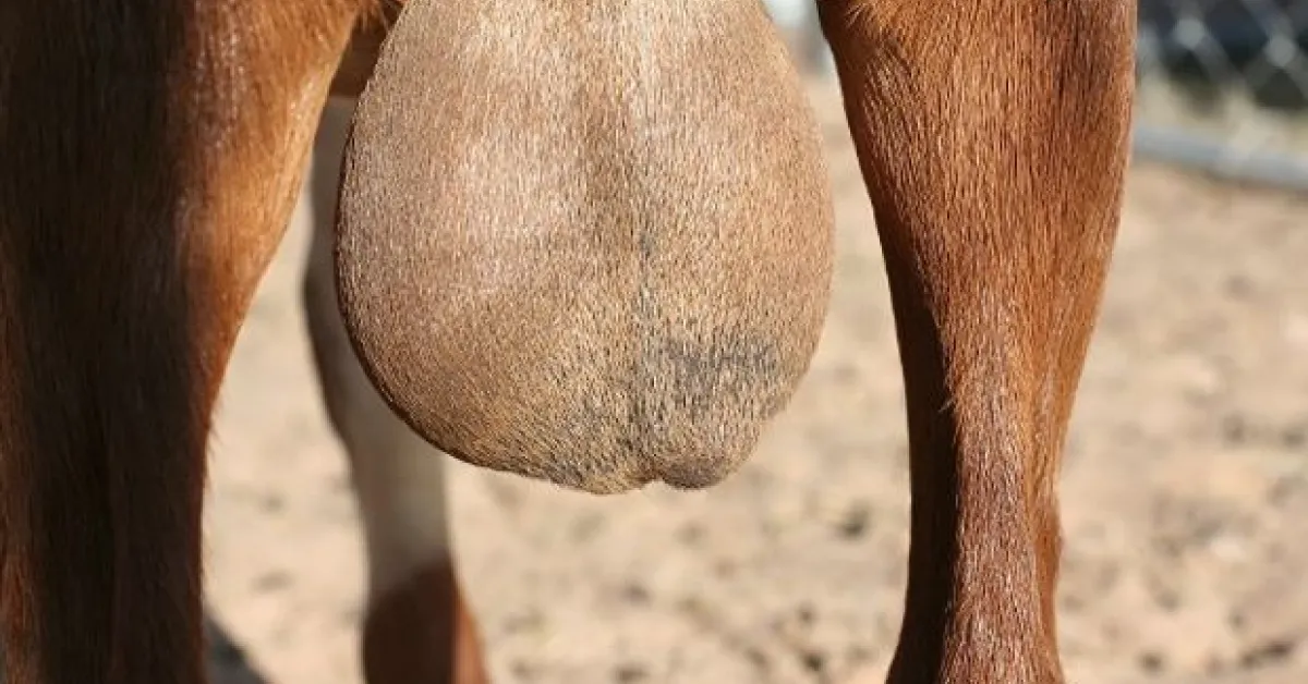 Chinese Woman in Kenya Charged with Stealing and Exporting Goat Testicles Worth Sh6 Million