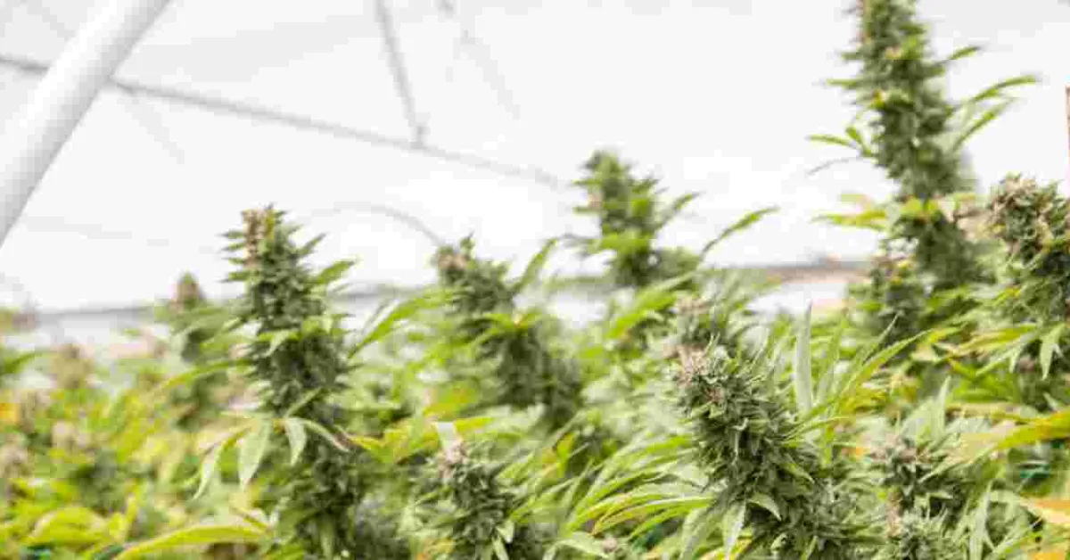 Should Kenya Legalize and Start Bhang Exportation?