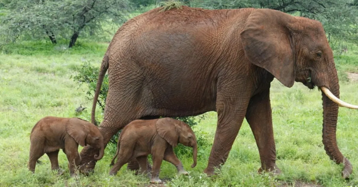 Rare Elephant Twins Born in Kenya, a Captivating Moment Caught on Camera