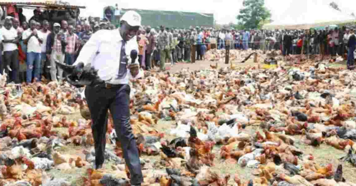 Kenya Poultry Farmers to Pay Sh500k Fine or Risk Jail Term Under New Regulations