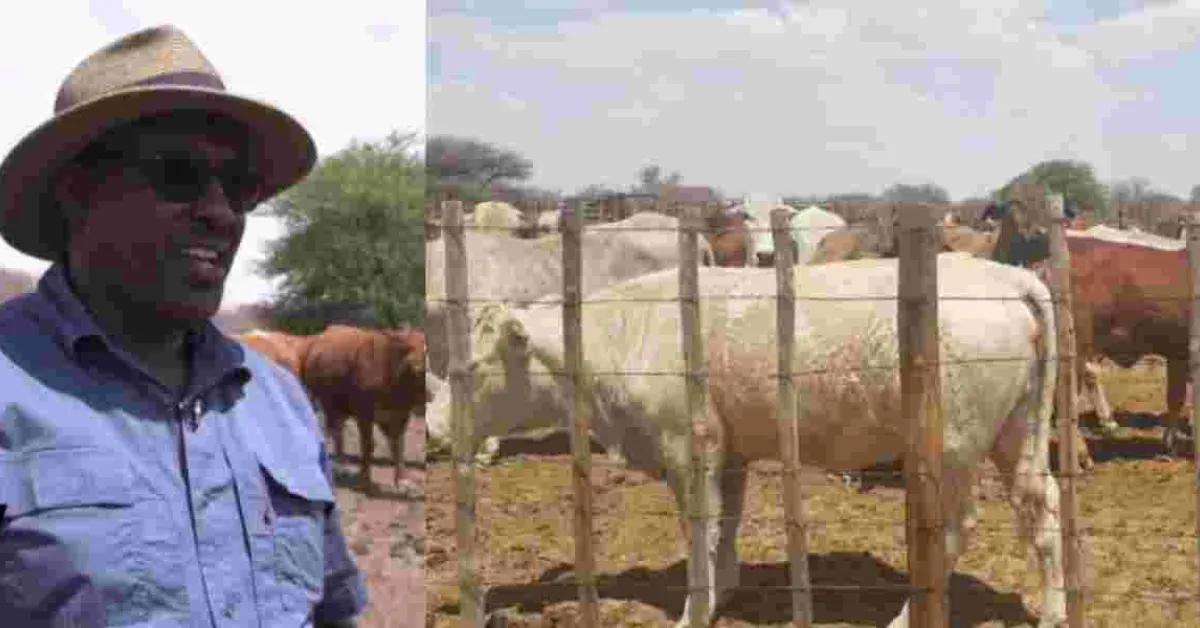 Kenyan Farmer Finds Success with Over 1000  Cattle in Botswana's Agricultural Sector