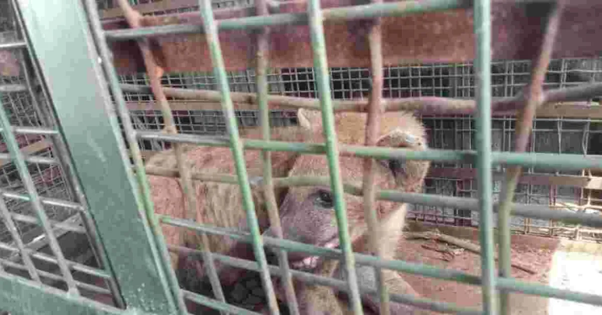 KWS Swiftly Captures Stray Hyena in Embakasi