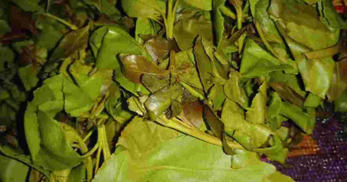 High Court Temporarily Halts Muguka Ban in Mombasa, Kilifi and Taita Taveta