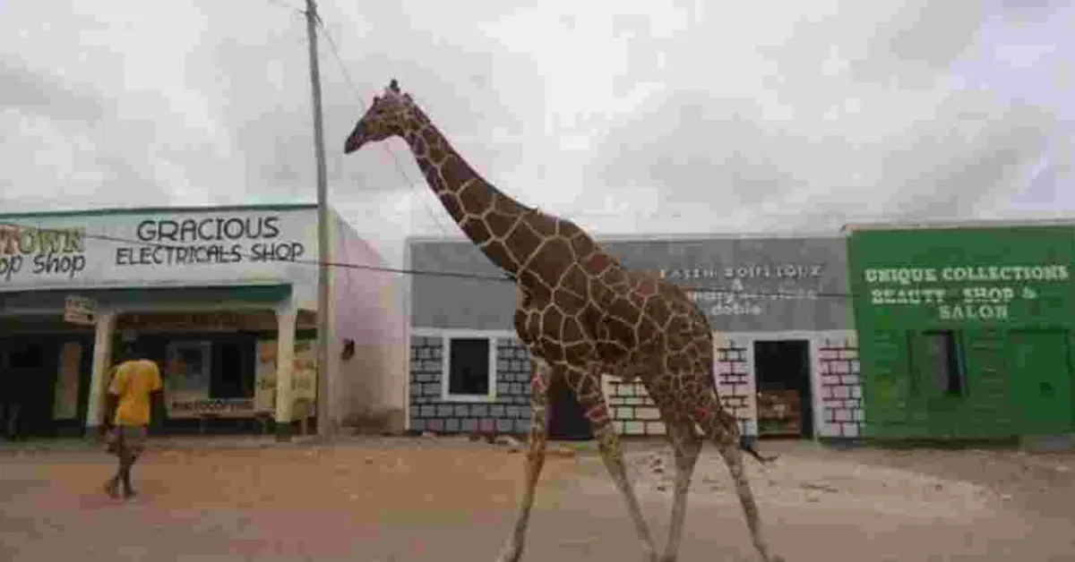 Poaching Crisis Threatens Garissa's Iconic Giraffes and Antelopes