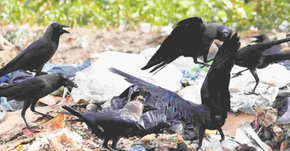 Kenya's Bold Plan to Eliminate One Million Crows by 2025