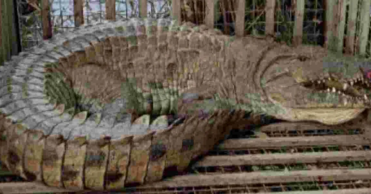 KWS Captures Massive 13-Foot Crocodile in Makueni Operation