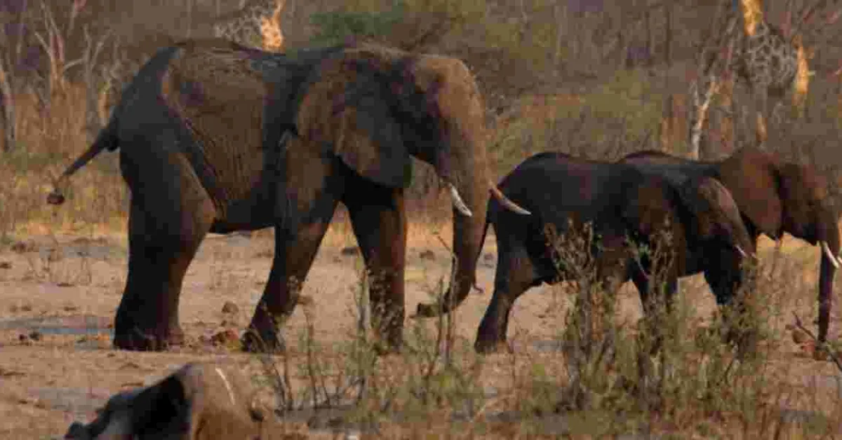 Why Namibia Plans to Slaughter 723 Wild Animals