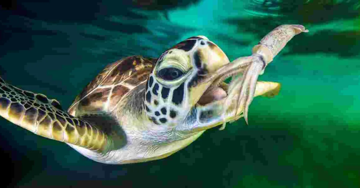 Malindi Resident Charged Over Possession of Endangered Green Sea Turtle