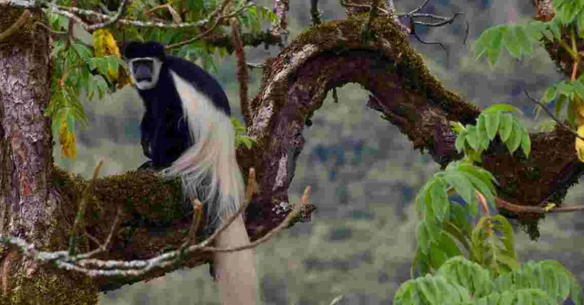 Luhya's Primate Delicacy at Odds with Mpox Fears