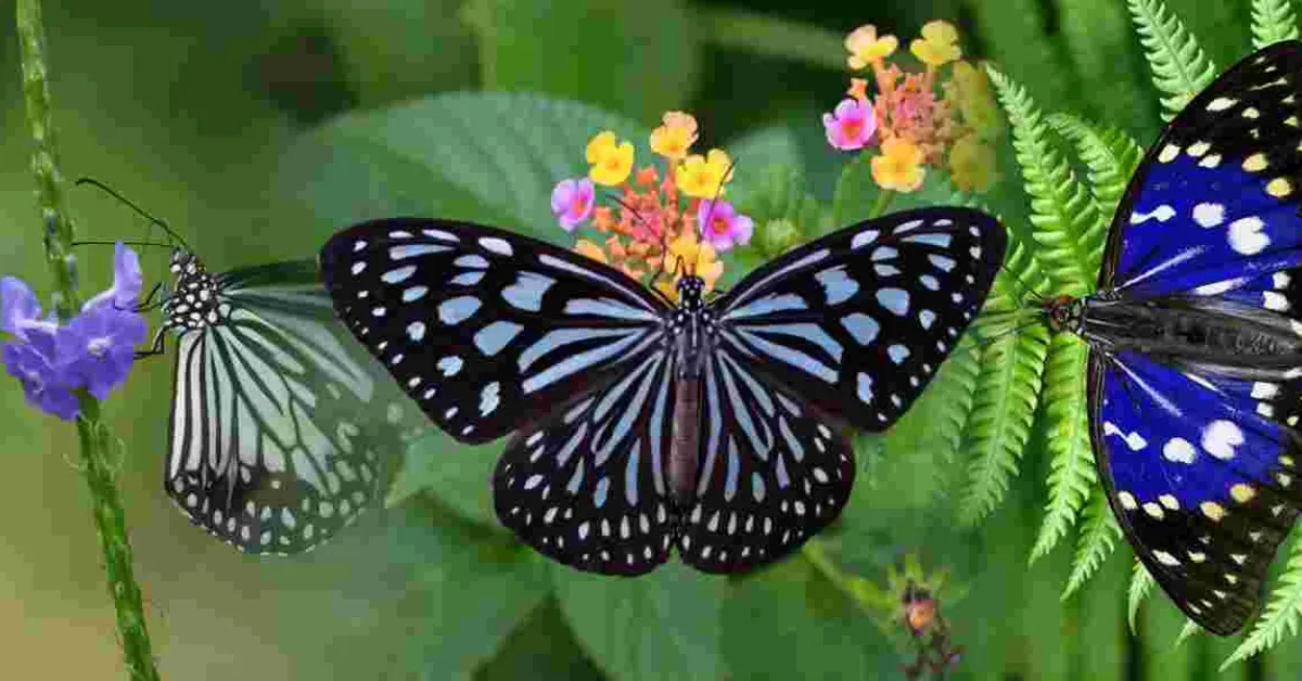 Italian Father-Son Duo Fined $200,000 for Insect Smuggling in Sri Lanka