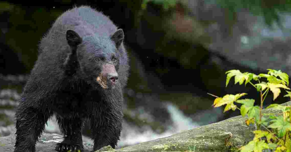 12-Year-Old Kills Bear, Saves Dad in Wisconsin Attack