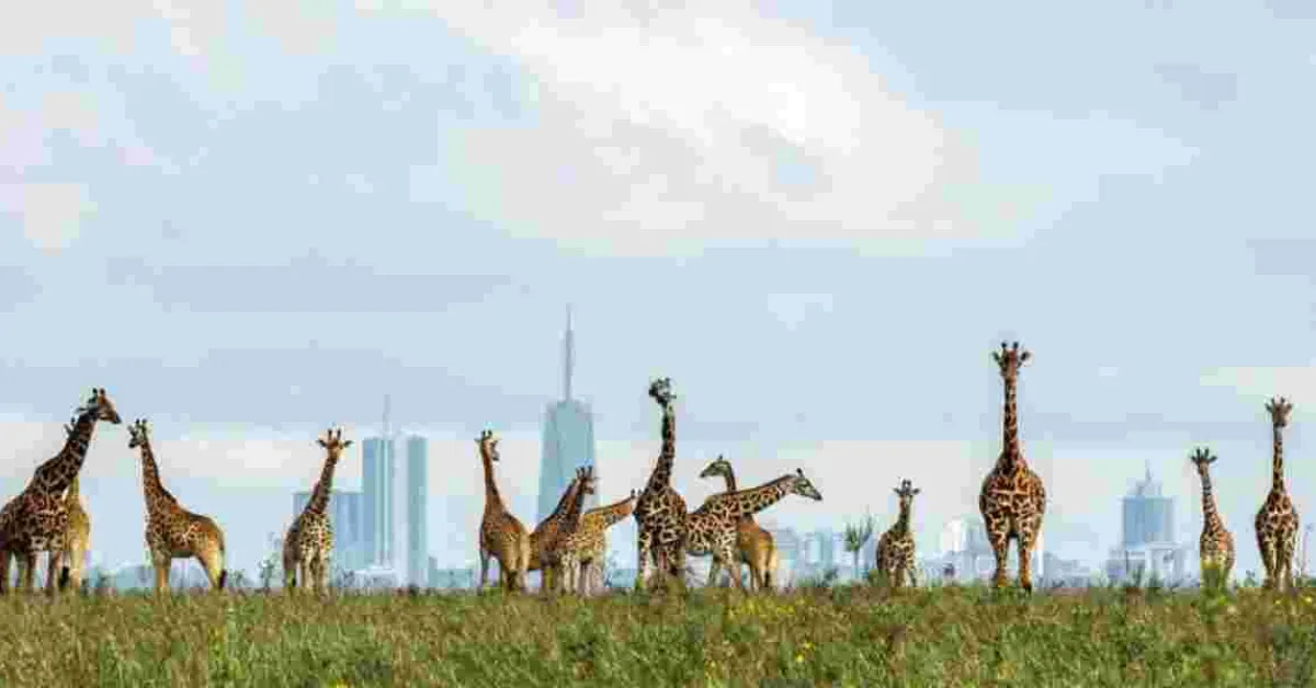 KWS Outlines Rules for Upcoming Free National Parks Day