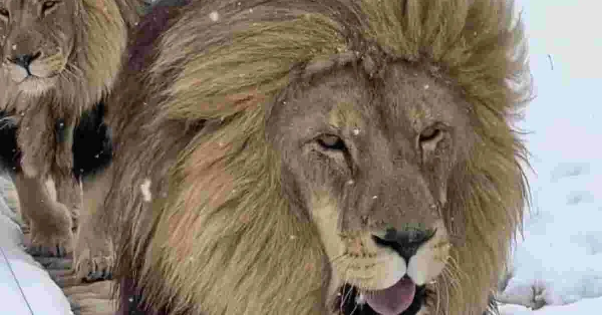 South African Lions, lionesses Enjoy Unexpected Snowfall