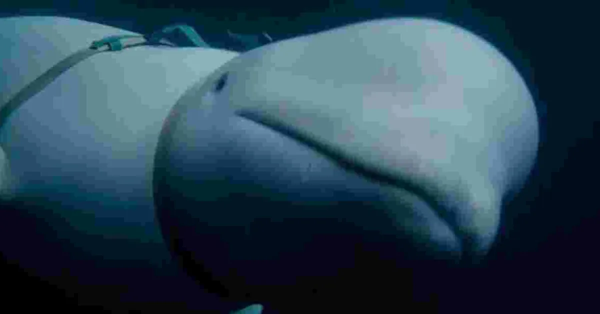 How a Russian Military-Trained Beluga Whale Ended Up in Norway