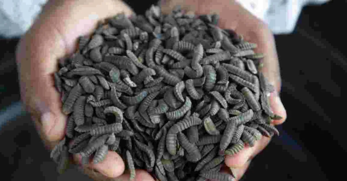 How Zimbabwean Farmers Are Surviving Drought with Maggots