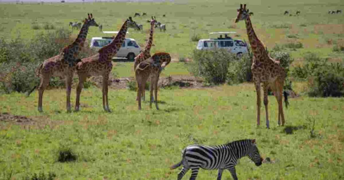 Kenya Aims to Boost Visitor Numbers with US Tourism Campaign