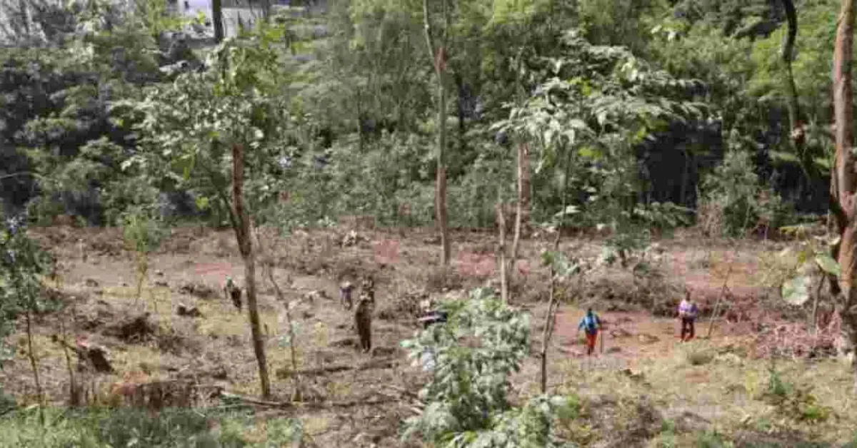 Kenya Loses 6 Million Eucalyptus Trees in Six Months