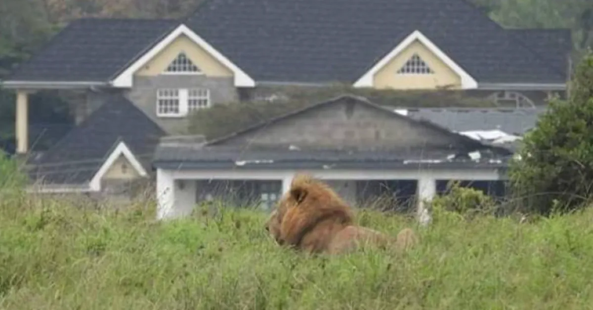 KWS Captures Stray Lioness in Rongai