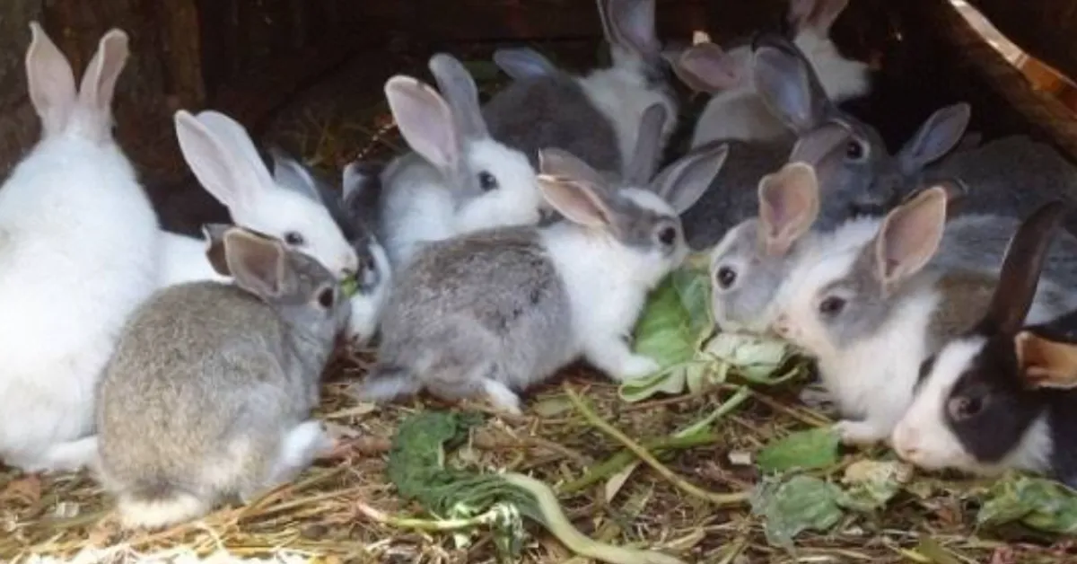 How 10,000 Farmers Are Turning Rabbit Breeding into Profitable Venture in Coastal Kenya