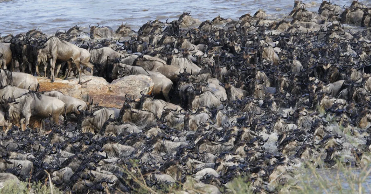 KWS Rejects Claims Ritz-Carlton Safari Camp Disrupts Wildebeest Migration