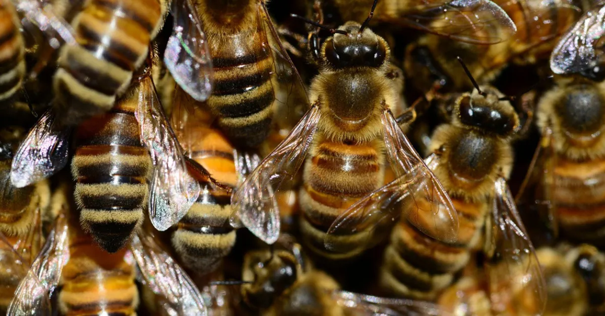 Grade One Pupil Dies After Bee Attack in Homa Bay