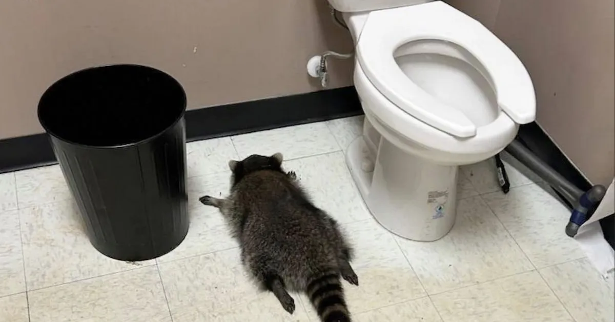 Drunk Raccoon Ransacks Virginia Liquor Store, Passes Out in Bathroom