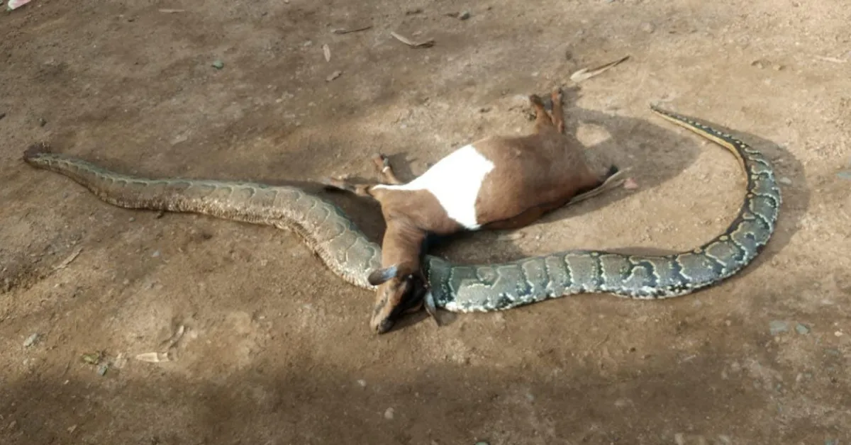 Farmer Kills Python After It Strangled His Pregnant Goat in Kisumu