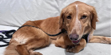 Dog Survives 100-Mile Trek and Island Swim Before Rescue