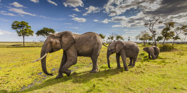 Maasai Mara Earns Global Recognition for Annual Wildebeest Migration
