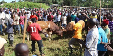 Bullfighting in Western Kenya: A Tradition Handed Down from Father to Son