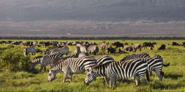 List of Proposed New Prices for Nairobi, Amboseli, Tsavo & All Other Parks