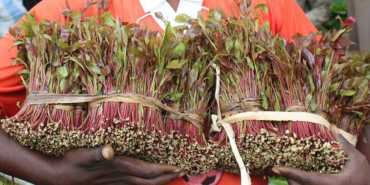 Kenya to Use Cooperatives to Stabilise Miraa Supply Chain