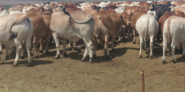 Kalenjin Elders to Honour Raila Odinga with Rare Tribute of 80 Bulls