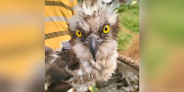 Migratory Osprey from Russia Saved by Fishermen on Lake Victoria