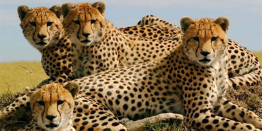 Kenya Joins Namibia and Botswana in Supplying Cheetahs for India’s Rewilding Effort