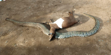 Farmer Kills Python After It Strangled His Pregnant Goat in Kisumu