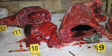 Four Arrested as KWS Seizes Two Tonnes of Zebra Meat in Kiambu