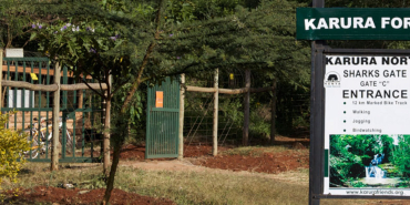 Why the Government Is Clearing 3 Acres of Karura Forest
