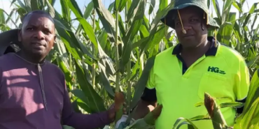 Kenyan and Zimbabwean Entrepreneurs Bring White Maize Farming to Australia