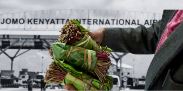 US Warns Kenyan Travellers Against Carrying Miraa Into America