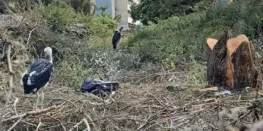 KNH Defends Tree Cutting After Displaced Marabou Storks Die