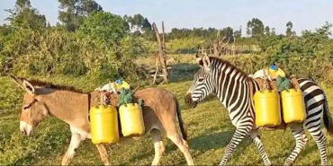 KWS Warns Kenyans After AI-Generated Image Shows Zebra Doing Manual Work
