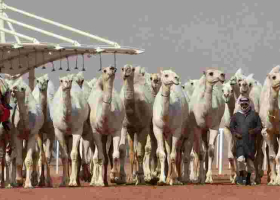 Judges Disqualify 12 Camels from a Saudi Arabia Beauty Pageant for Using Botox