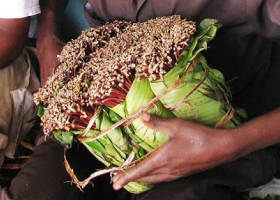 Latvian Man Jailed for Smuggling Miraa into the UK from Nairobi