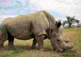 World's Last White Male Northern Rhino, Sudan Dies in Kenya Aged 45