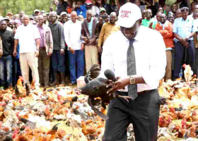 'Hustler' DP William Ruto Returns to Kambi Ya Kuku Where He Once Sold Chicken to Motorists, Launches Chicken Auction