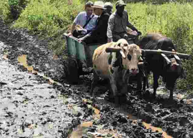 Ireland Envoy to Kenya Vincent O’Neill Wows Kenyans after Riding Ox-Drawn Mkokoteni to a Makueni School 