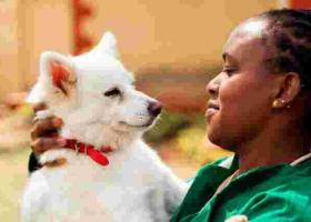 Wealthy Kenyans Splashing Up to $2,500 Per Year to Insure their Pets 
