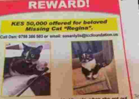 Nairobi Man Offers Sh50,000 Cash Reward in an Advert for His Missing Cat