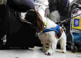 Kenya Acquires Narcotics Sniffer Dogs for JKIA Ahead of Nonstop Flights to the US
